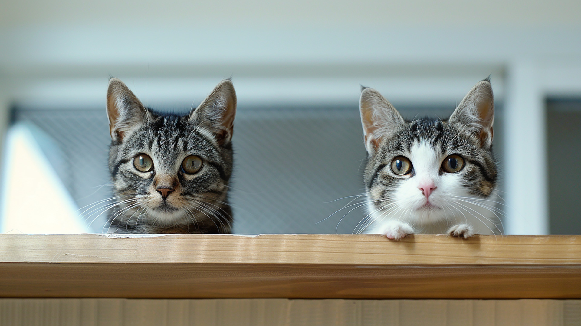 Download Free Cute Cat Desktop Backgrounds in 4K