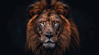 Powerful 4k Lion AI Digital Picture