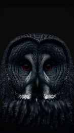 Enchanting Owl Mobile Background for Samsung