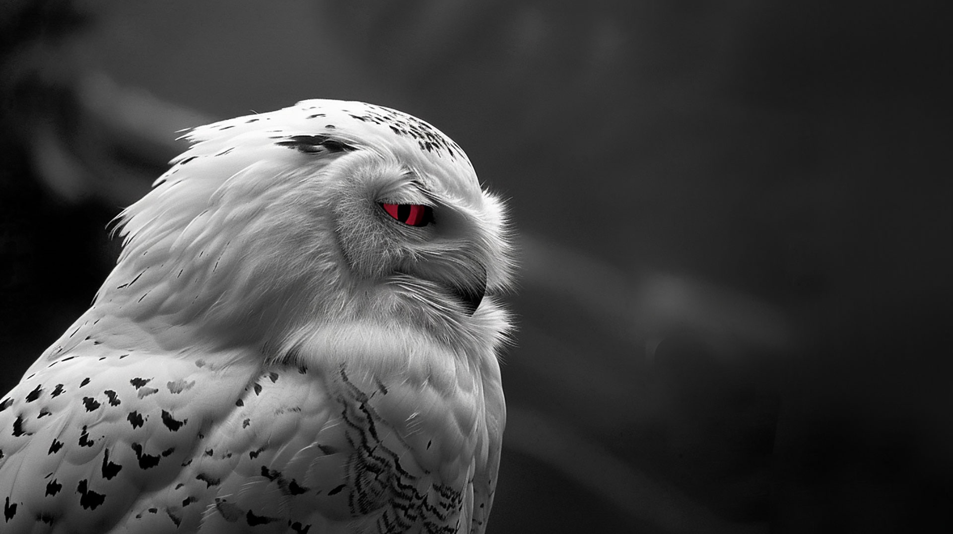 4K White Owl Image: Perfect for Desktop