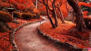 Serenity in Japanese Garden Bamboo Grove