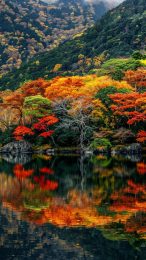 Vibrant Japanese Garden in Autumn