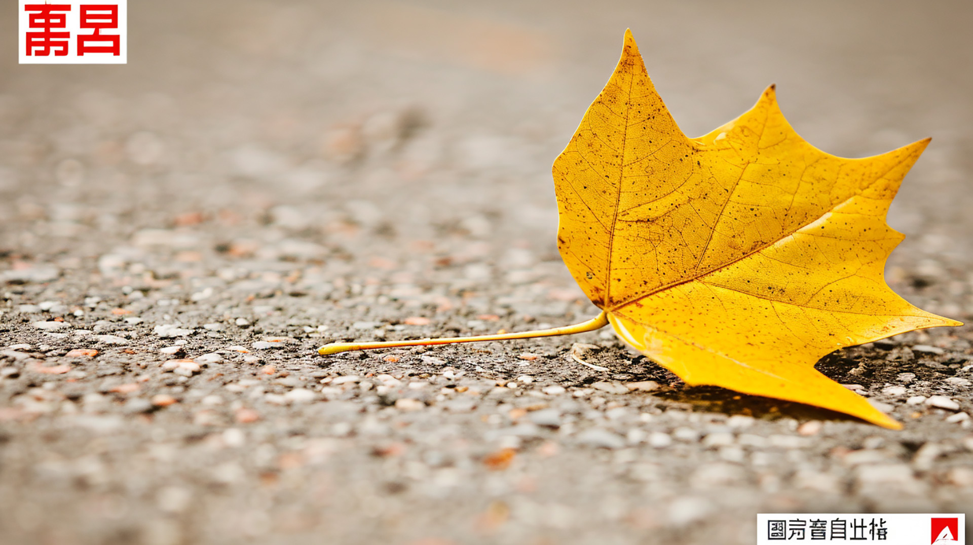 Autumn Leaves in Sunlight Desktop Background