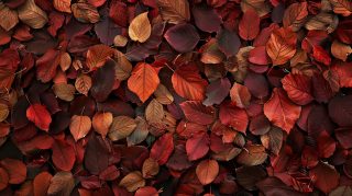 Golden Canopy: Autumn Leaves Wallpaper