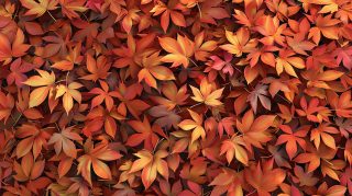 Crimson Carpet: Autumn Leaves Carpeting the Ground