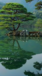 Enchanting Japanese Garden Bridge