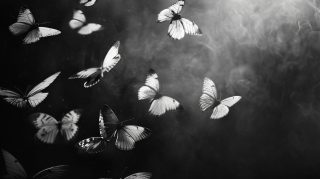 Shadow Wings: Ultra HD Black Butterfly Wallpaper