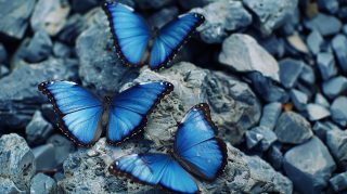 Oceanic Flight: Ultra HD Blue Butterfly Wallpaper