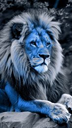 Ocean Blue Lion Wallpaper