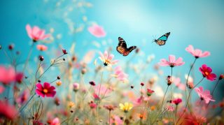 Colorful Flight: Butterfly AI Wallpaper