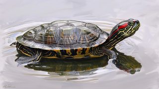 Tranquil Cartoon Turtle Retreat: HD AI Image