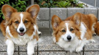 AI Generated Corgi 4K Wallpapers for Desktop