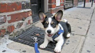 Adorable Corgi AI HD Pics for Free Download