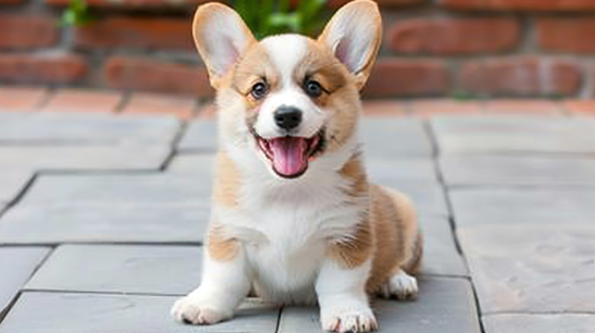 1920x1080 Corgi AI Wallpaper for Your Desktop