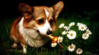 1920x1080 Cute Corgi Wallpaper Download