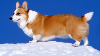 Vibrant Cute Corgi HD Desktop Backgrounds