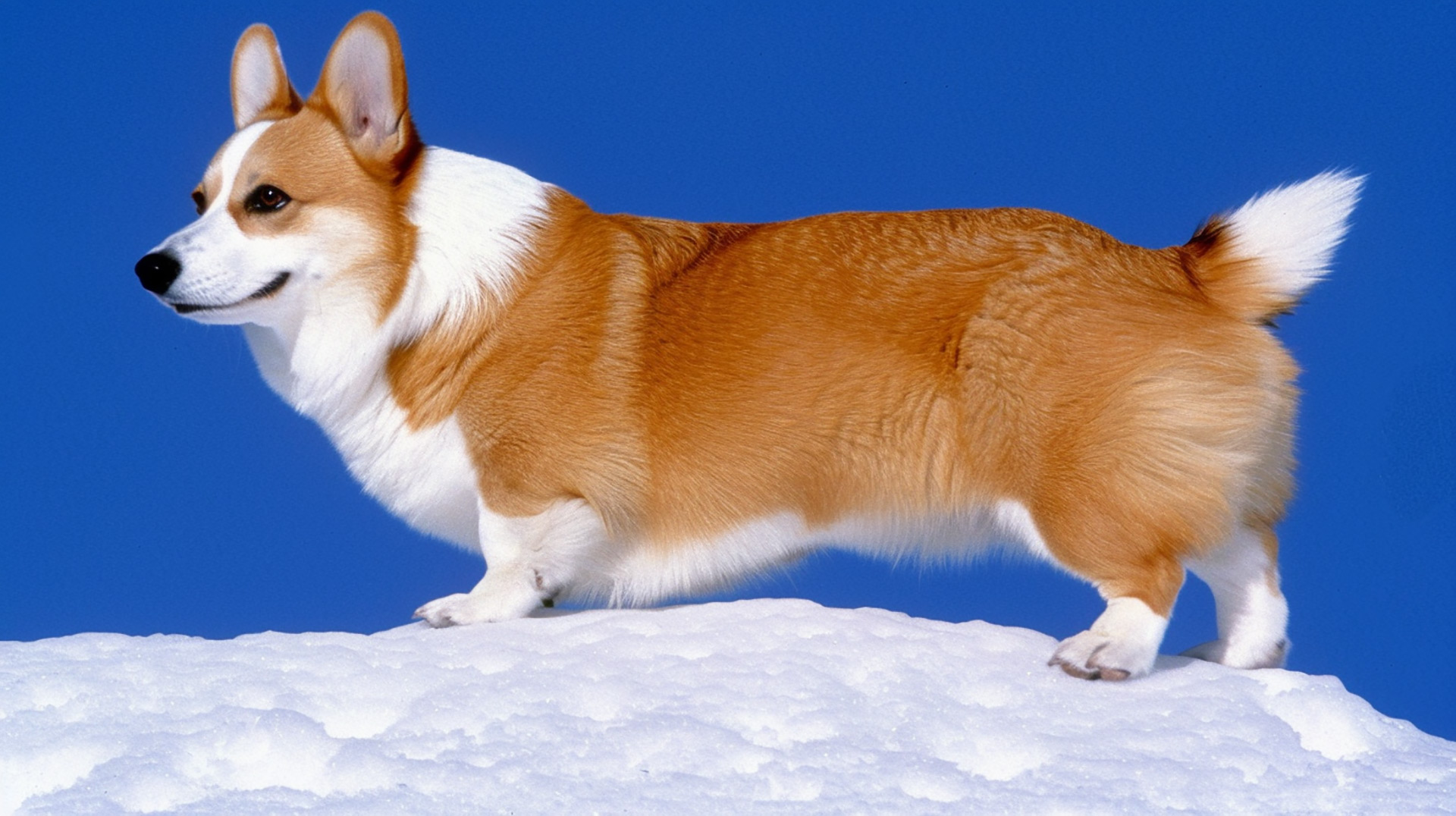 Vibrant Cute Corgi HD Desktop Backgrounds