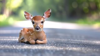 Charming Fauna: AI-Generated Cute Deer in Ultra HD