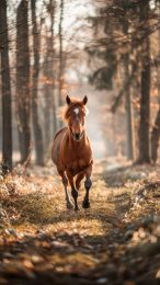 Cute Foal in Field: Tender Mobile Wallpaper