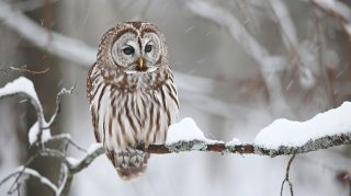 High-Resolution Cute Owl PC Wallpaper