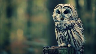 Free Ultra HD Cute Owl Wallpaper Download