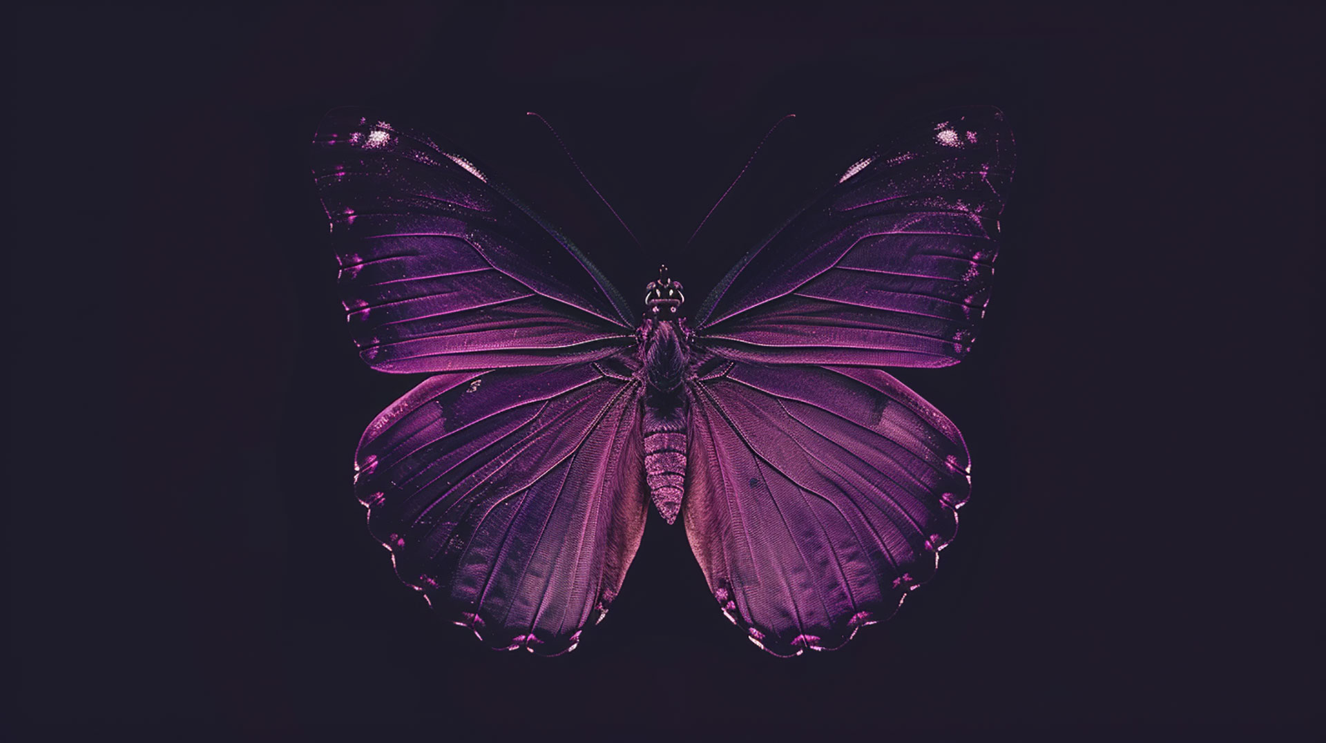 Mystic Wings: Dark Purple Butterfly HD Wallpaper