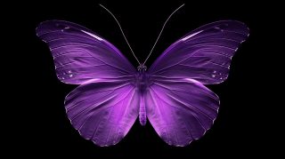 Twilight Flutter: Dark Purple Butterfly Wallpaper For Desktop