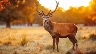 Silent Majesty: AI-Crafted Deer in Ultra HD