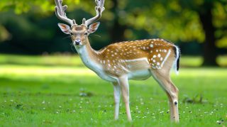 Tranquil Woods: AI-Generated Deer Wallpaper