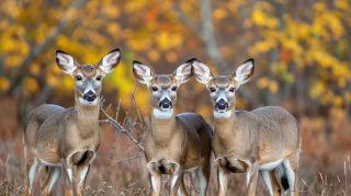 Hunter's Trophy: AI-Generated Deer Hunting Image