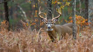 Woodland Retreat: AI-Enhanced Deer Hunting Moment in High Definition