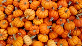 Classic Fall Pumpkin Arrangement: Ultra HD Desktop Wallpaper