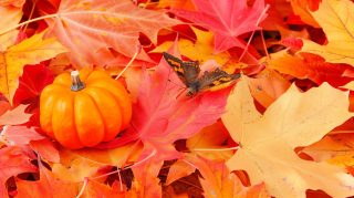 Cozy Fireplace with Pumpkins: 16:9 Digital Background