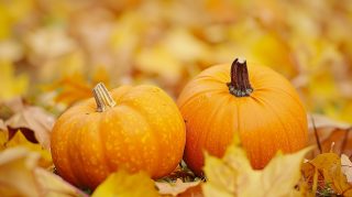 Elegant Fall Pumpkin Setting: Ultra HD Desktop Wallpaper