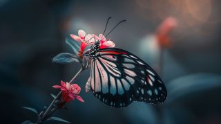 Floral Harmony: HD Wallpaper with Flowers and Butterflies