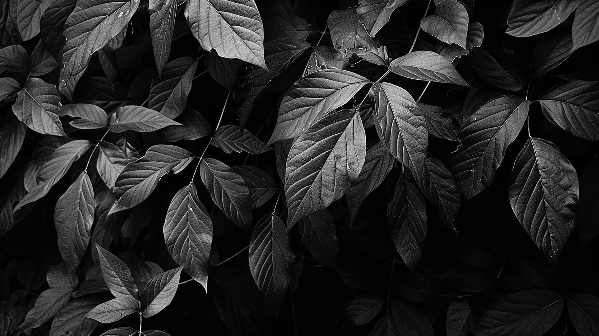 Jungle Shadows: Mysterious Settings for Desktop Wallpapers
