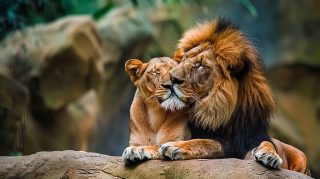 Majestic Lions in Love Digital Background