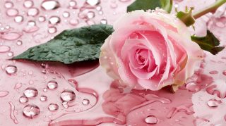 Blush Pink Rose Whispers: Love HD Wallpaper