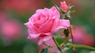 Pale Pink Rose Devotion: Romantic Ultra HD Image