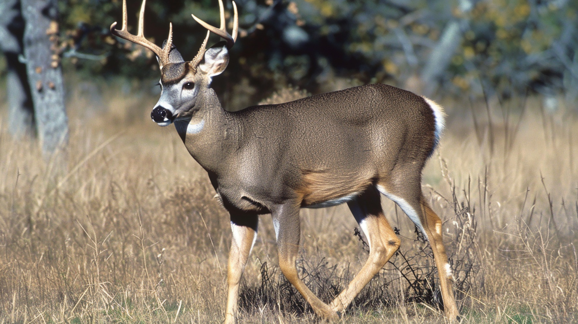 Mule Deer Mirage: AI-Generated Desktop Background