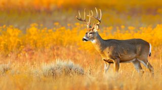 Mule Deer Magic: AI-Generated Digital Background