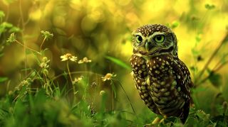 Owl Hunting Scene: HD Desktop Wallpaper