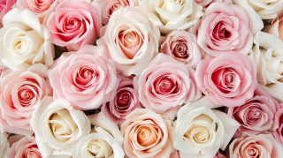 Blissful Rose Blossoms: Ultra HD Floral Wallpaper