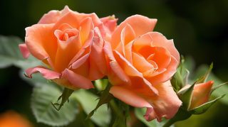 Lovely Roses in Bloom: Digital Background