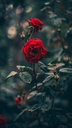 Sophisticated Black Roses: Smartphone Wallpaper