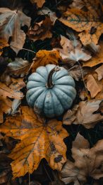 Autumn Leaves and Pumpkins Mobile Wallpaper