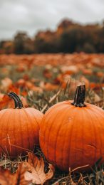 Festive Fall Pumpkins Mobile Wallpaper