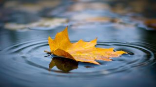 Soothing Rain: Window View of Autumn Showers