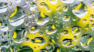 Raindrops on Leaves: Moody Autumn Forest