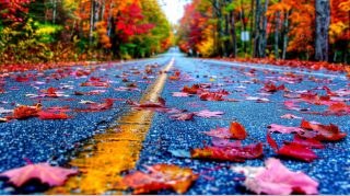 Dampened Colors: Rainy Autumn Day in the City